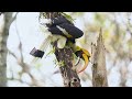 Great Hornbill tosses & eats chick | Hornbill behaviour First ever record | Tragic end of bird chick