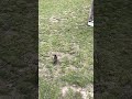 10 minute video of a bird