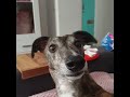 Greyhound BARK for attention (+ bouncy ears)