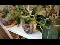 Мои орхидеи в начале марта/Весеннее цветение орхидей началось/My orchids in March