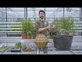 How to make a succulent sphere | Royal Horticultural Society