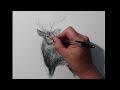 How to Draw a White Tail Deer | Explosive Scribble Art Drawing