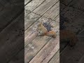 Red squirrel and Chipmunks interacting