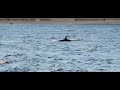 Transient Orcas off Fox Island 7/14/24