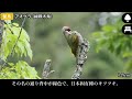 (SUB) Introduction of Japanese Wild birds - 180 species
