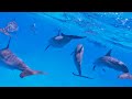 The Colors of the Ocean (4K ULTRA HD) 🐬 The Best 4K Sea Animals for Relaxation & Relaxing Sleep #22