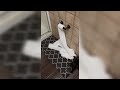 new funny cats video 2024 | funny hilarious cats video | cute cats |