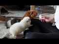 Cuddling My Guinea Pigs | Cuddle My Guinea Pigs With Me