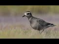 Ontario Bird Video Compilation