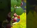 Druiven beginnen nu al te rijpen 🍇🍇🍇🍇🍇