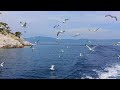 Great Relaxing Music With Bird Sounds 🕊️ Relax Your Mind And Recharge Energy For The New Day