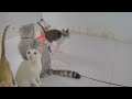 🐱 Best Cats and Dogs Videos 😹 Funny Cats Videos 🤣😍