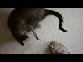 Miss Nina versus the Shoelace