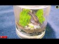 Tiny Bottle Moss Garden | Small Bottle Terarrium | From Garbage Bottle To Mini Moss Garden