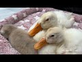 The duckling is determined to get the kitten's custody!The cat mother can't believe it.Funny cute😂