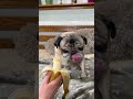 Pugs eating banana 🍌