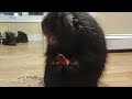 Porcupine Eating an Apple ASMR