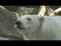 This Polar Bear Killed A Man In Front Of His Kids