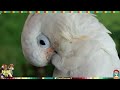 Latin Music Mix for Birds | Feel Good Music for Your Bird Room | Parrot Town Comfort Bird TV 💃🏻