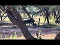 The Fascinating World of Warthogs | Botswana