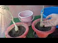 Adenium plant care tips/Potting mix for adenium plant/How to Transplant adenium