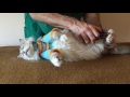 Doggy & Kitty Care Harness