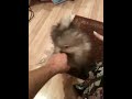 Meeko does some shadow boxing