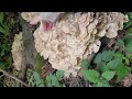 The Biggest Bunch of Blackening Polypore
