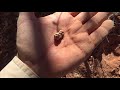 Metal Detecting Gold in Western Australia 2019 pt 3