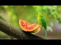 Birds Of The World 4K - The Healing Power Of Bird Sounds - Scenic Relaxation Film