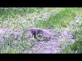 The Daily Shenanigans Of Ground Squirrels | Relaxation | Peacefulness  (FULL HD)