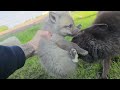 Rescue Fox Pup is nervous until she meets other rescue foxes!