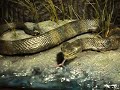 Moccasin Cottonmouth ~ Snake in the Grass
