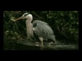 Rat can't escape a heron's beak after this bird hunts this animal for feedings and meat eatings