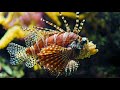 Facts: The Lionfish