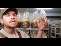 Growing Shiitake Mushrooms - In depth on Colonizing Shiitake Blocks