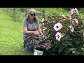 Transplanted Hardy Hibiscus Update : Summerific Series 🌺 // Gardening On Taylor Mountain 👩🏼‍🌾