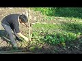 Dig a pontd to stock fish seeds and create a trellis to plant cucumber and cowpeas.My Farm