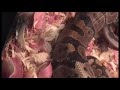 ball python live  feeding