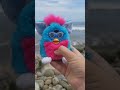 Furbys having fun at the beach