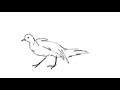 Bird Flying Animation [Flipaclip]