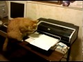 Buddy Watching the Printer