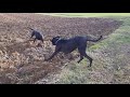 Doberman meets German Great Dane