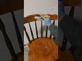 Küchenstühle restaurieren / wooden Chair RESTORATION