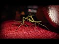 The Mating Habit of Mantis