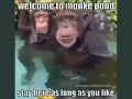 Welcome to Monke pond, stay as long as you like