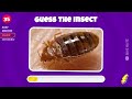 Guess 50 INSECTS in 3 seconds | Easy, Medium, Hard, Impossible