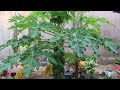 How To Grow Papaya With An Easy Stem, The Method Of Growing Papaya From Cuttings Is 100% Successful