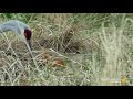 The Many Threats Sandhill Crane Chicks Face in the Nest