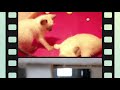 Siamese Cats Personality - Are Siamese cats aggressive?